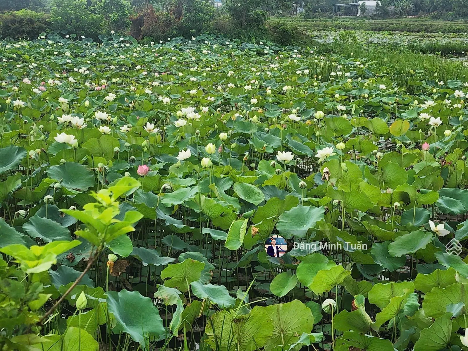 Đất 2 mặt thoáng kiệt Nguyễn Công Trứ thông Nguyễn Thái Học ngay phố Tây Huế 15